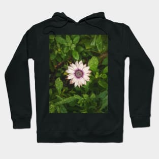 autumn aster Hoodie